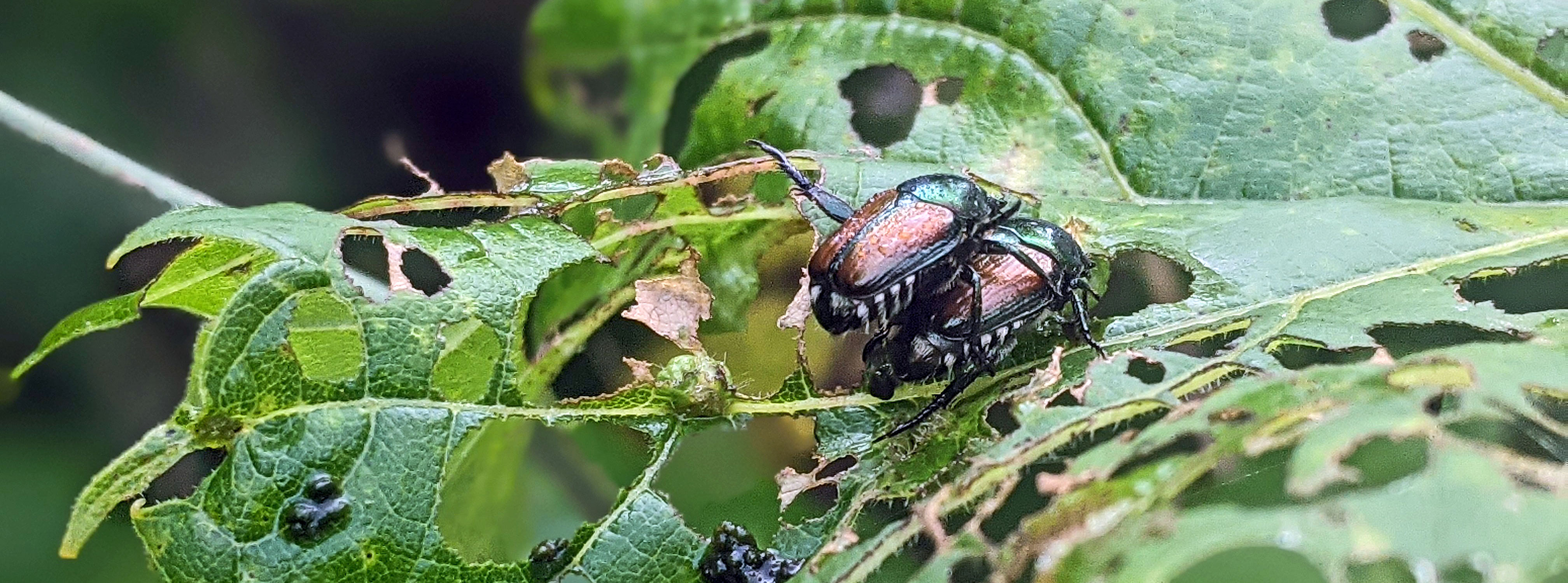 egyptian scarab beetle insect