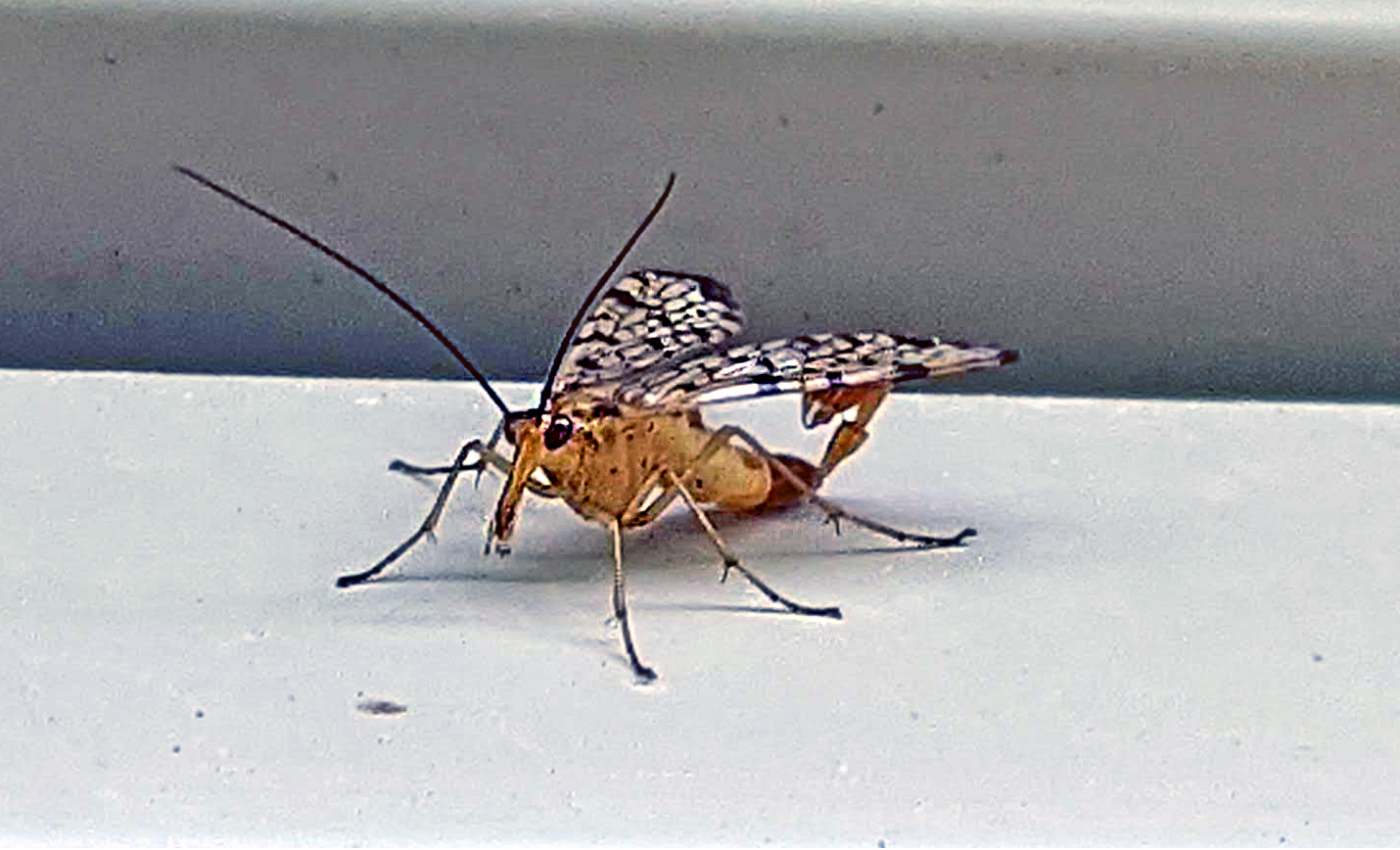 Male scorpionfly, Panorpa sp.