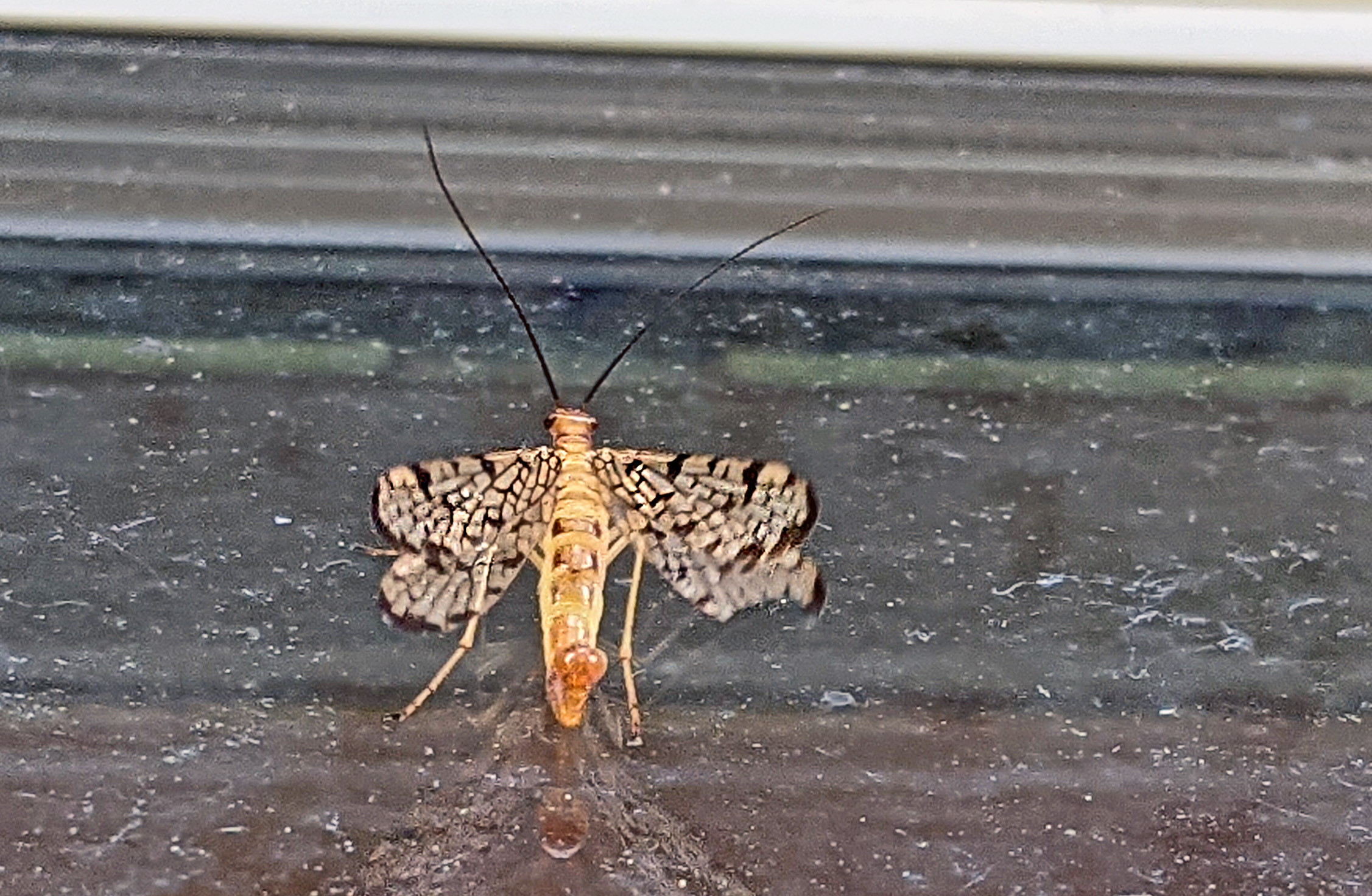 Male scorpionfly fanning his wings, Panorpa sp.