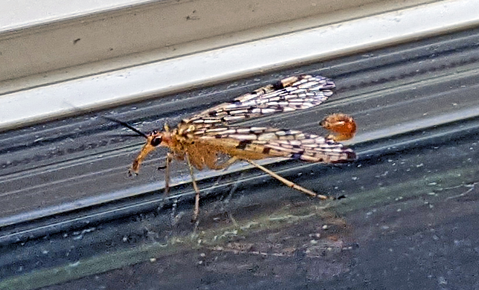 Male scorpionfly, Panorpa sp.