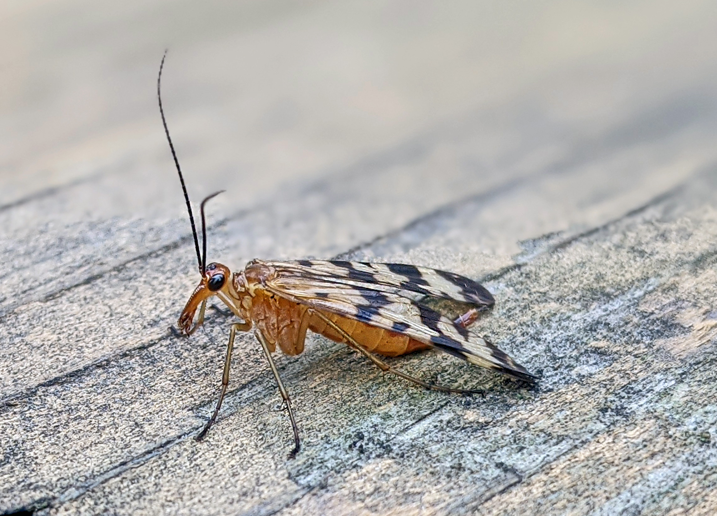 Female scorpionfly, Panorpa sp.