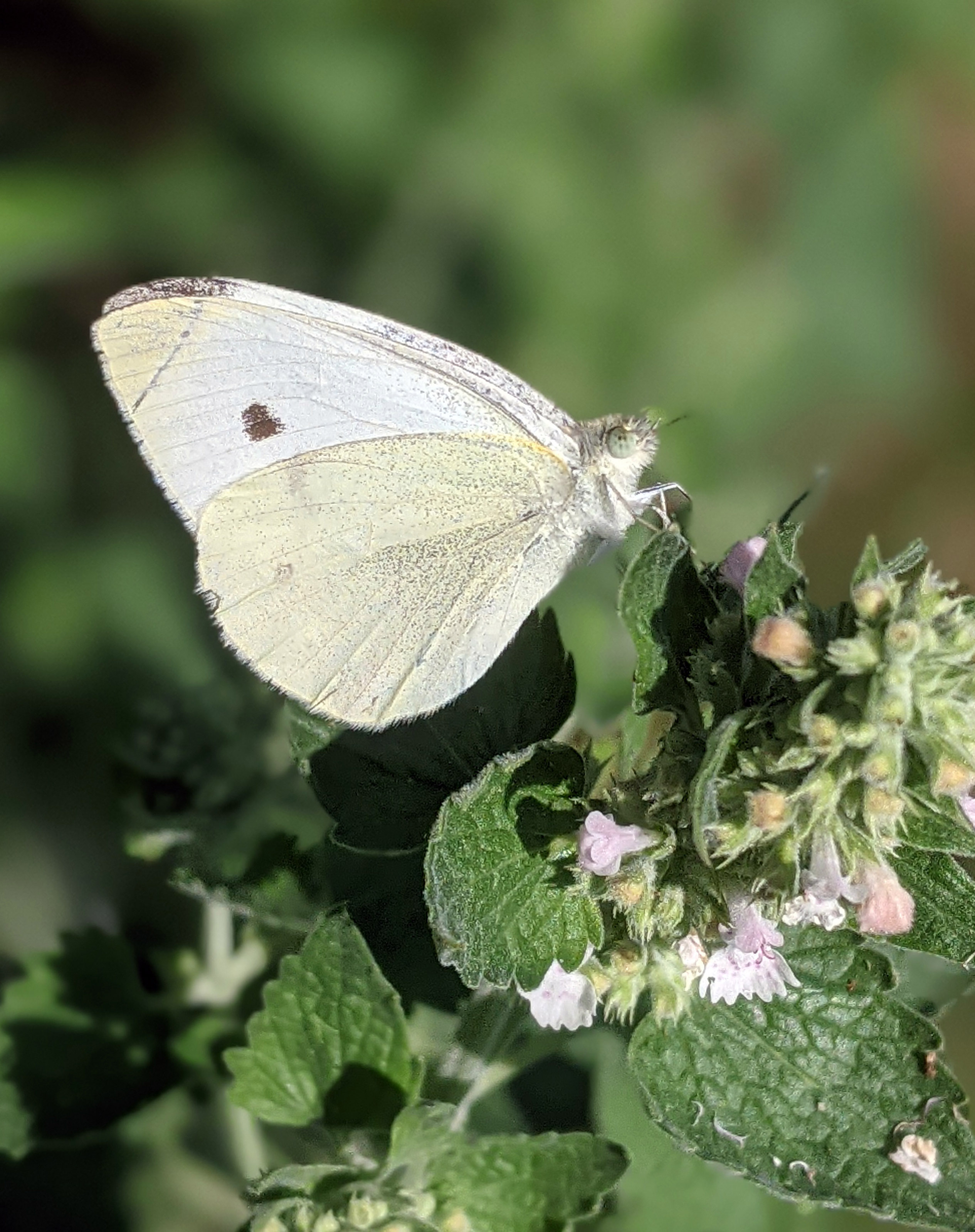 Beware the Lady-in-White - Bug News