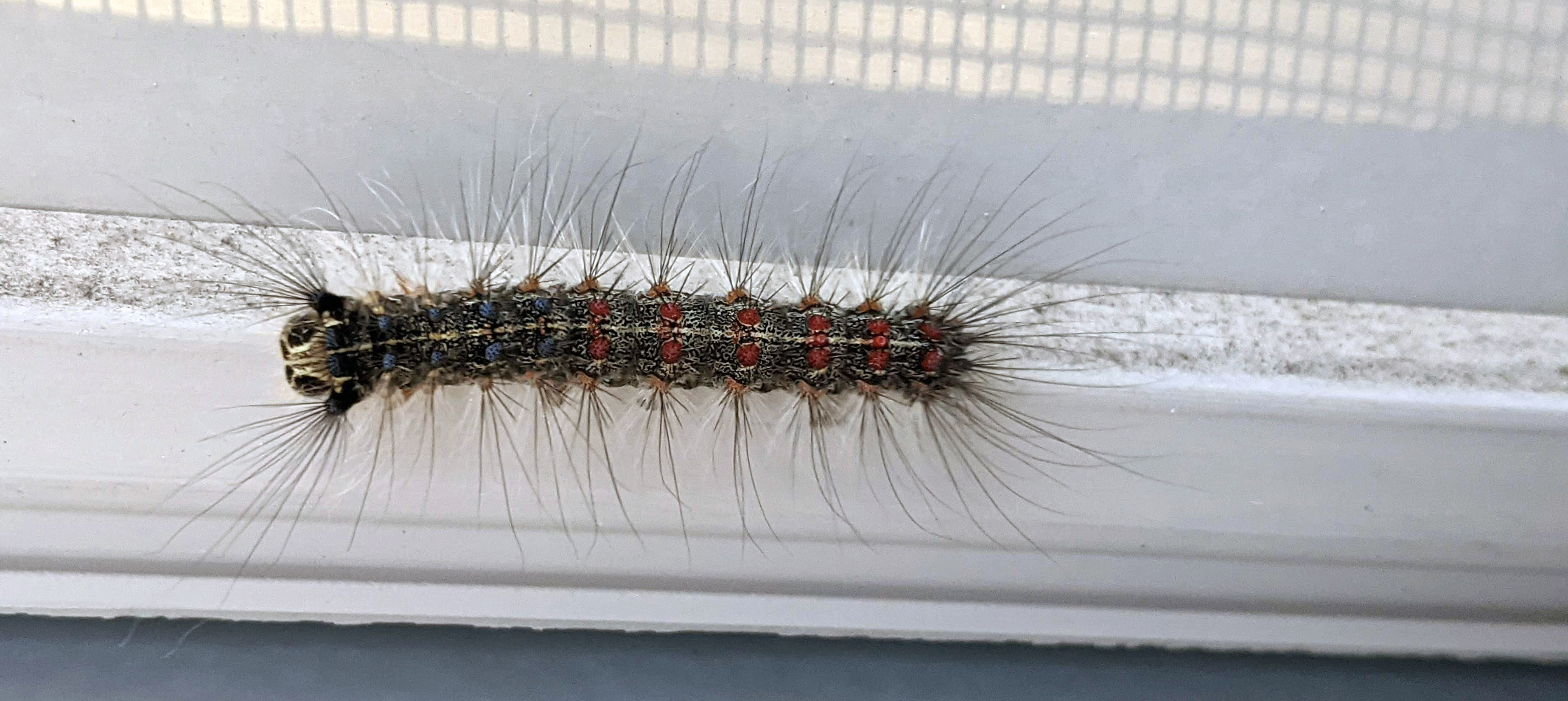 Return of the Gypsy Moth? Bug News