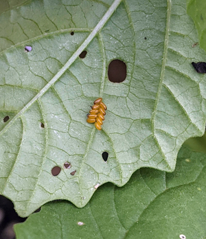 That’s not a potato! - Bug News