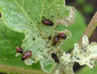 That’s not a potato! - Bug News